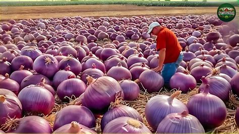 How Are Millions Of Onions Harvested And Processed So Quickly Onions