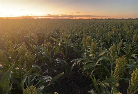 Feedgrain Focus Sorghum Focus Lifts Prices Grain Central