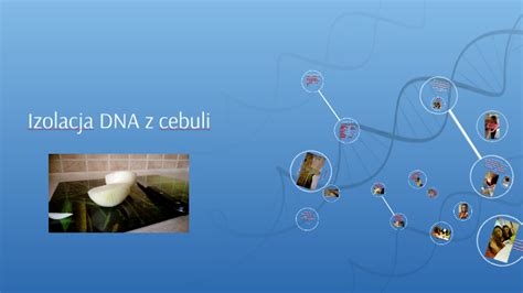 Izolacja DNA Z Cebuli By Wika Chalonska On Prezi