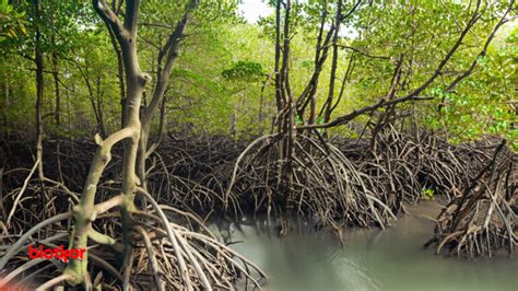 Manfaat Hutan Mangrove Melindungi Lingkungan Dan Kehidupan Biotifor