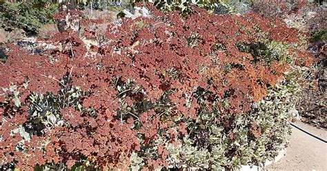 Eriogonum Giganteum Album On Imgur