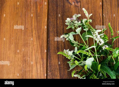 Mint Grass Hi Res Stock Photography And Images Alamy