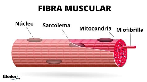 Fibra Muscular Estructura Tipos Y Funciones