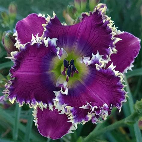 Daylily Hemerocallis Spacecoast New World Vision In The Daylilies