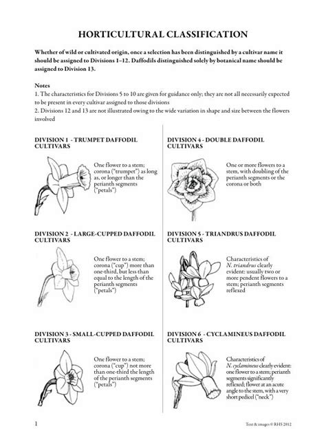 Pdf Horticultural Classification Of Daffodils Rhs Pdf