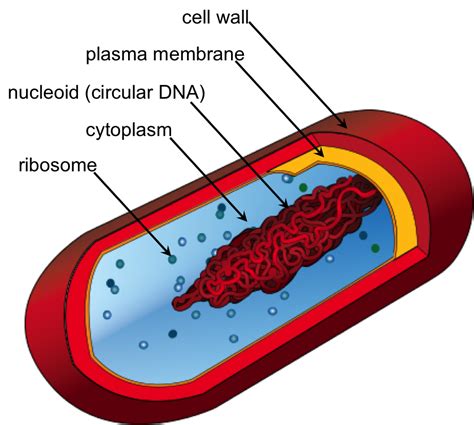 Prokaryotic Cell Label Diagram