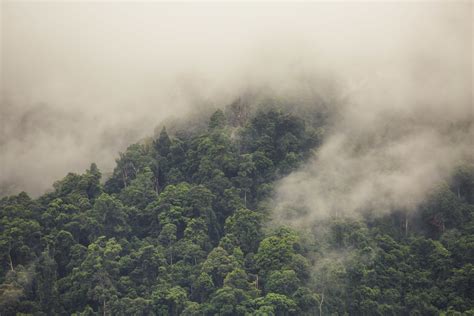 Gunung Leuser National Park — Conservation Atlas