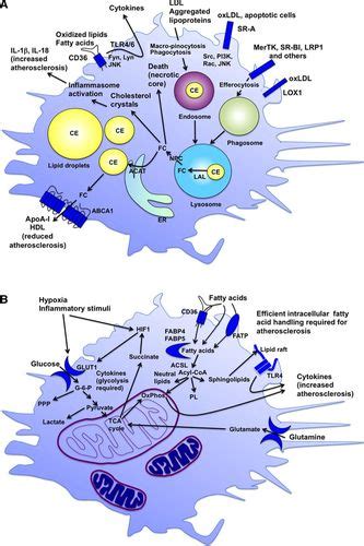 Macrophage Phenotype And Function In Different Stages Of