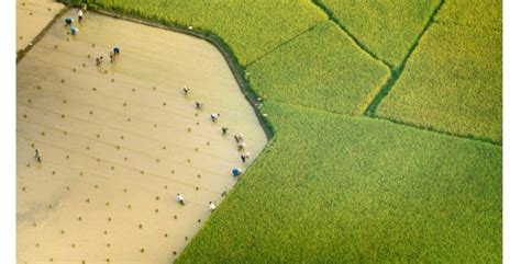 Infrastruktur Food Estate Kalteng Mulai Disiapkan