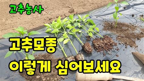 고추모종 이렇게 심어보세요 고추심는시기와 고추뿌리 잘라 심는 이유와 방법 고추심는간격과 고추 심는 깊이 고추