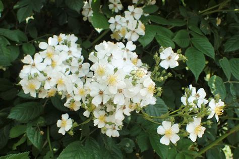 Invasive Species | Natick, MA - Official Website