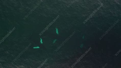 Humpback whales feeding - Stock Video Clip - K009/2010 - Science Photo Library