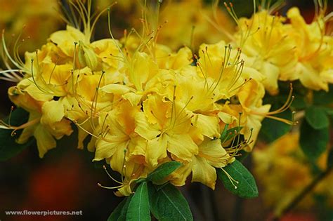 Yellow Azalea | Azaleas, Azalea flower, Flower pictures