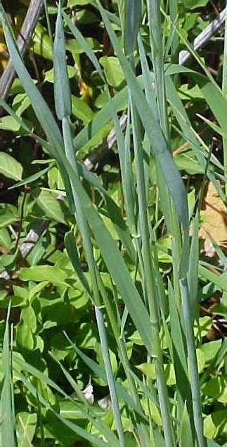 Cultivated Rye Allergen Information And Map Stallergenes Greer