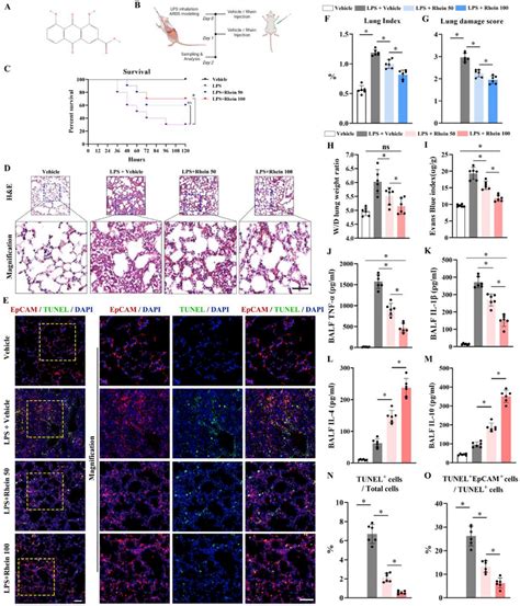 Rhein Alleviated LPS Induced Lung Inflammation And Injury In Mice A