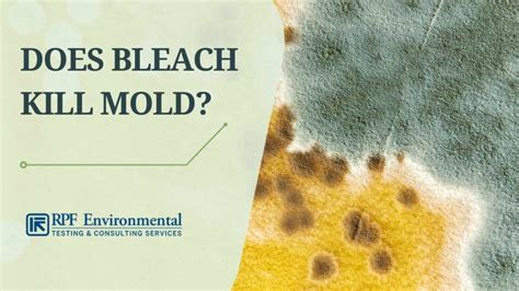 Proper Mold Remediation: Does Bleach Kill Mold? Should You Use It?