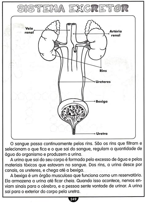 Quais São Os Orgãos Do Sistema Excretor - 7