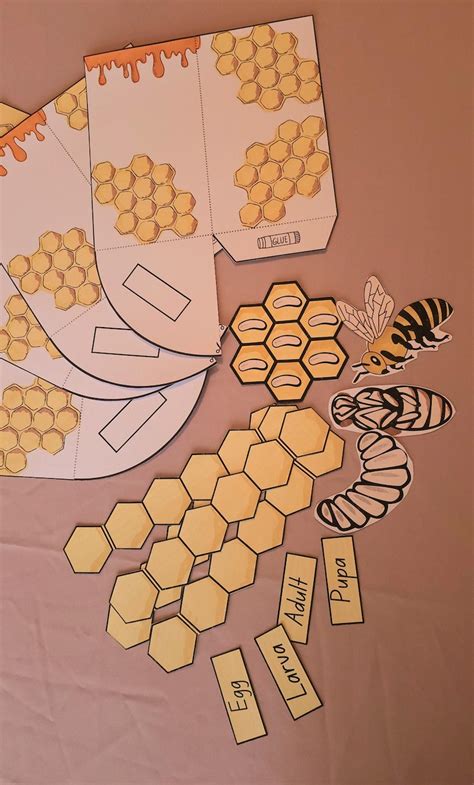 Honeybee Life Cycle Diorama Craft Project Homeschooling Science