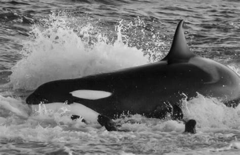 Sea Animals Black And White Stock Photos, Images and Backgrounds for ...