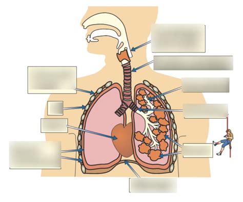 Biology Respiration And Gas Exchange Diagram Quizlet