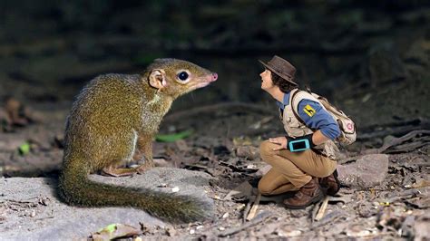 Andy and the Treeshrew - Andy's Safari Adventures S01E20 | TVmaze