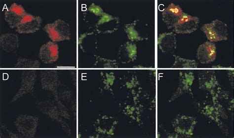 Figure 5 From The Iron Transport Protein Nramp2 Is An Integral Membrane