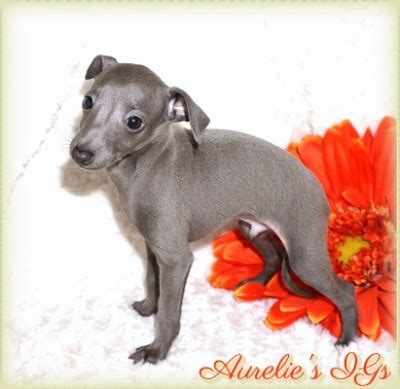 Miniature Blue Italian Greyhound Puppies