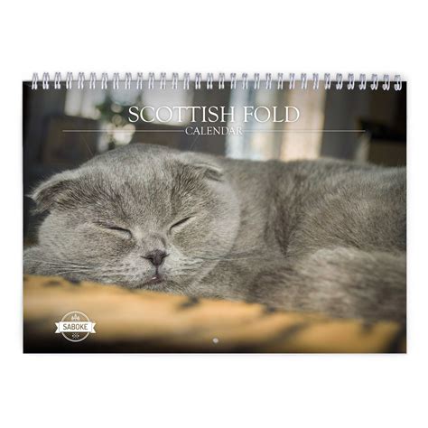 Scottish Fold 2025 Wall Calendar