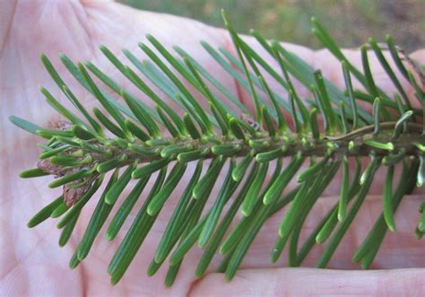 Spruce and Fir tree leaves - Tree Guide UK Spruce and fir tree ID