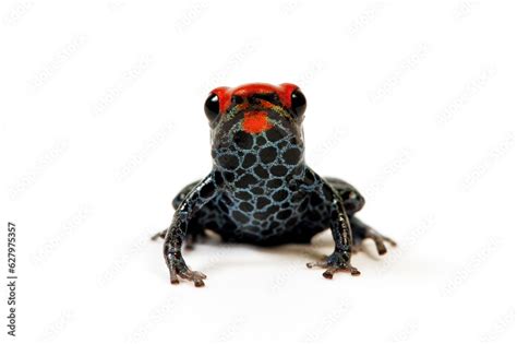 Red Backed Poison Frog Rotr Ckenbaumsteiger Netzbaumsteiger