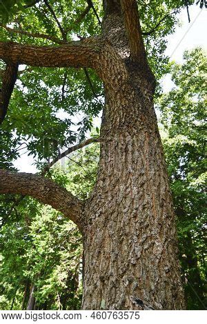 Sawtooth Oak Tree. Image & Photo (Free Trial) | Bigstock