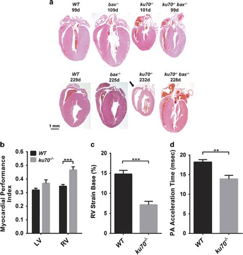 Cardiac Histological And Functional Analyses A Comparison Of The