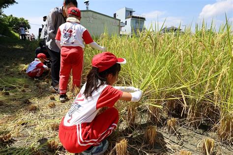 羅東鎮立幼兒園下田割稻培育食農教育 宜蘭新聞網