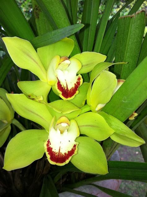 Lime green cymbidium Orchidée Fleurs