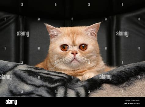 Exotic shorthair cat hi-res stock photography and images - Alamy