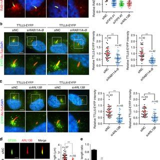 ARL13B Associates With FIP5 And Regulates The Latters Enrichment At