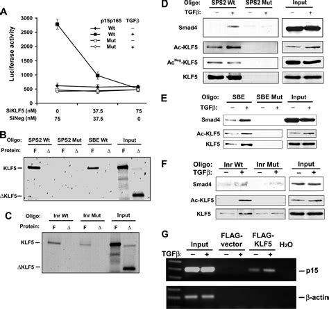 Pro Proliferative Factor Klf Becomes Anti Proliferative In Epithelial