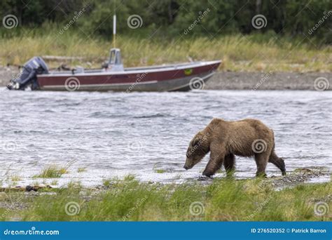 Coastal Brown Bear Fishing in Katmai Stock Photo - Image of grizzly ...