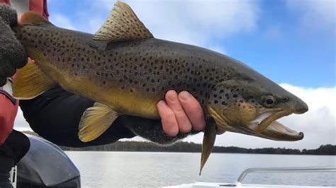 Tasmanian Trout Fly Fishing Season Ultimate Guide For Trout