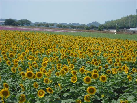 観光農園 花ひろば（愛知県知多郡南知多町大字豊丘字高見台48）ひまわり畑ネット Tourist Farm Hanahiroba