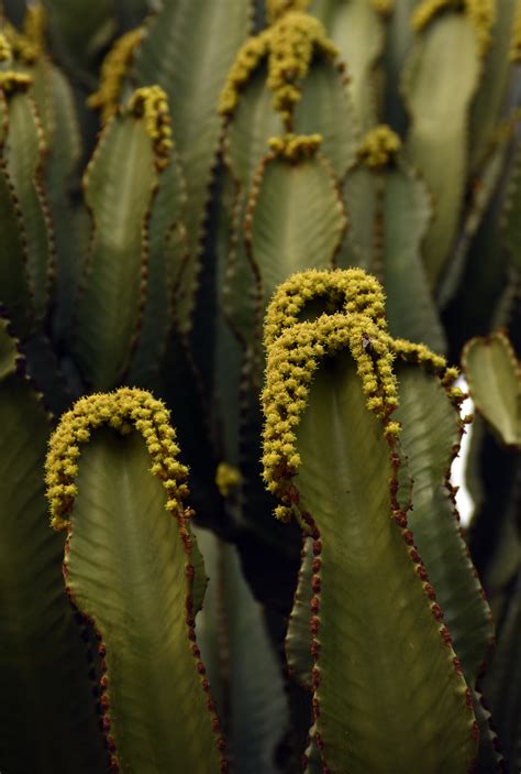 Fotos Gratis Naturaleza Cactus Hoja Flor Verde Nica