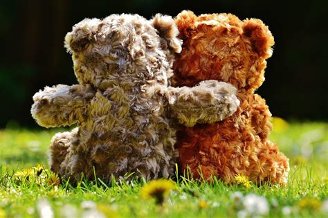 Kostenlose B Rchen Und Teddy Bilder Pixabay