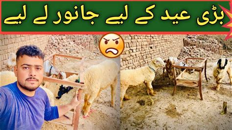 عید الاضحی کے لیے پانچ بکرے لے لیے Youtube Daily Vlog Eid Ul