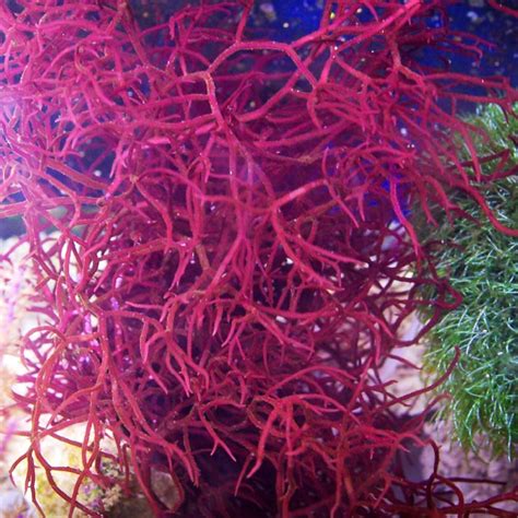 Live Red Gracilaria Assorted Macro Algae Plant Refugium Coral Reef