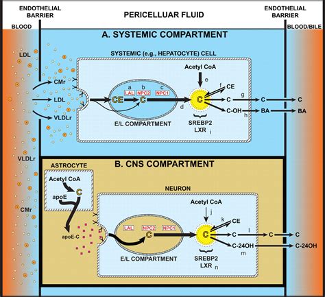 Unesterified Cholesterol Accumulation In Late Endosomes Lysosomes