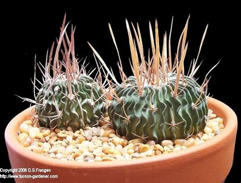 Plantfiles Pictures Stenocactus Species Stenocactus Phyllacanthus By