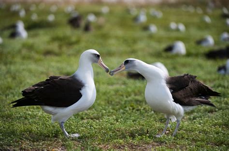 Albatrosses: Facts about the biggest flying birds | Live Science