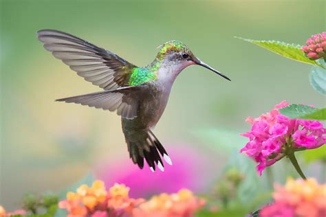 Crowd Results Garden Birds In Flight In Colour Bird Photo Contest