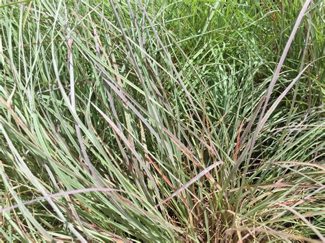 Little Bluestem Grass | Southwest Nursery | Wholesale Landscaping ...