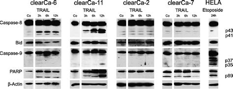 Western Blot Analysis Of Caspase 8 Caspase 9 And PARP Cleavage As